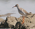 Redshank