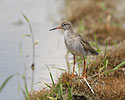 Redshank