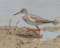 Redshank