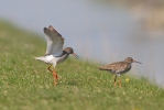 Redshank