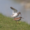 Redshank