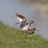 Redshank