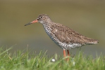 Redshank