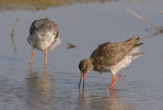 Redshank