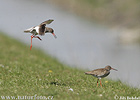 Redshank