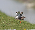 Redshank