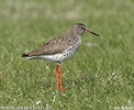 Redshank