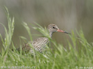 Redshank