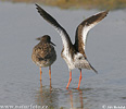 Redshank