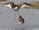 Redshank