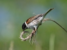 Reed Bunting