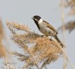 Reed Bunting