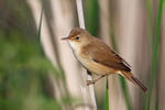 Reed Warbler