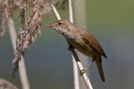 Reed Warbler