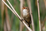 Reed Warbler