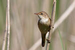 Reed Warbler