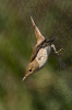 Reed Warbler