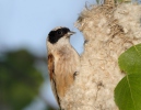 Rémiz penduline