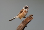 Rémiz penduline