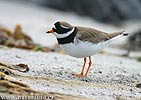 Ringed Plover