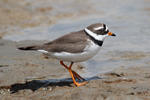 Ringed Plover