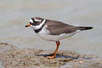 Ringed Plover