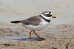 Ringed Plover