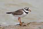 Ringed Plover