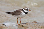 Ringed Plover