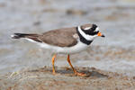 Ringed Plover