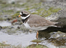 Ringed Plover