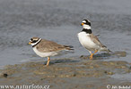 Ringed Plover