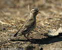 Rock Sparrow