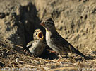 Rock Sparrow