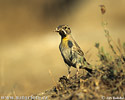 Rock Sparrow