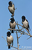 Rose-coloured Starling