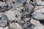 Rose-coloured Starling