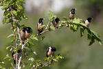 Rose-coloured Starling