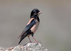 Rose-coloured Starling