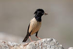 Rose-coloured Starling