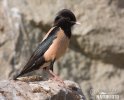 Rose-coloured Starling