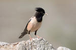 Rose-coloured Starling