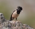 Rose-coloured Starling