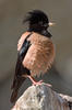 Rose-coloured Starling