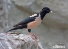 Rose-coloured Starling