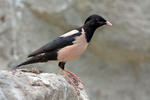 Rose-coloured Starling