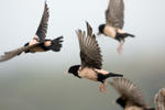 Rose-coloured Starling