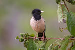 Rose-coloured Starling