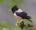 Rose-coloured Starling