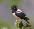 Rose-coloured Starling